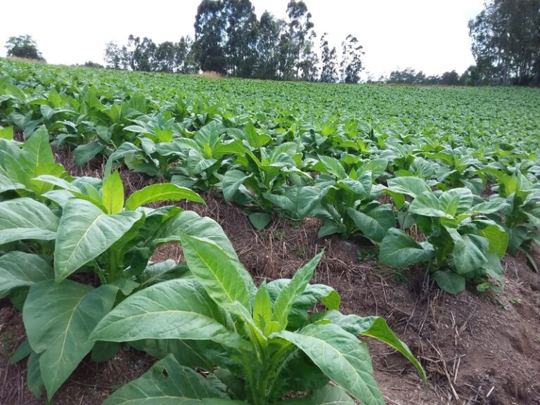 Reuniões para definir o preço do tabaco ocorrem na próxima semana