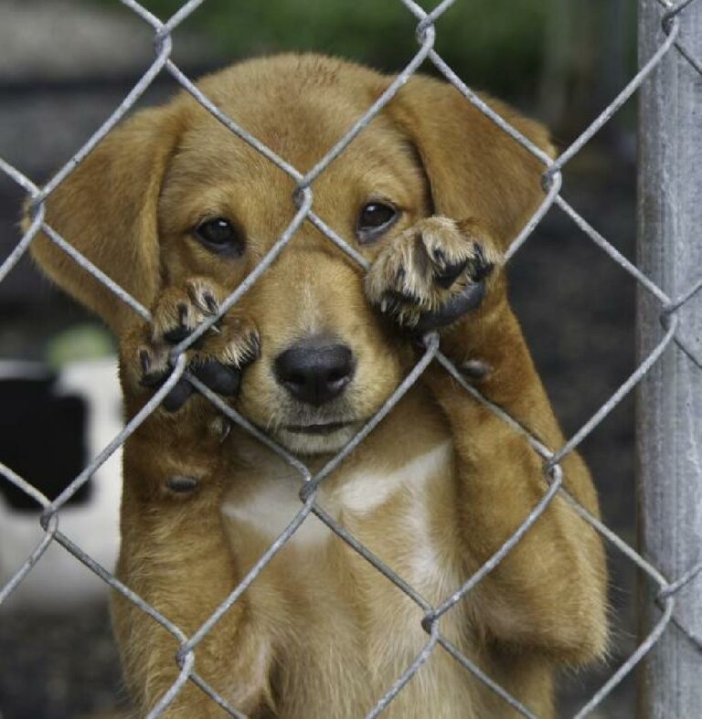 Animais de rua ou vítimas de maus tratos recebem atendimento público em Venâncio