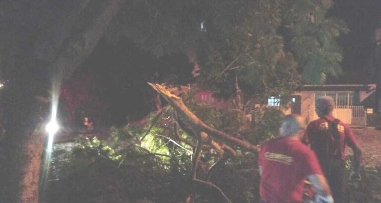 Queda de árvore e fogo em vegetação movimentam bombeiros