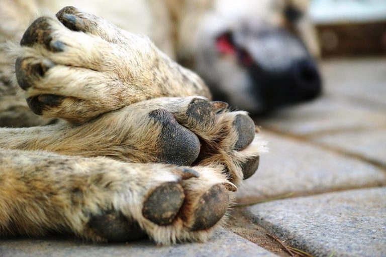 Moradora diz na delegacia que matou dois cães porque não tinha onde deixá-los