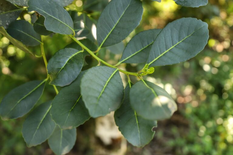 Abertas inscrições para distribuição de mudas de erva-mate