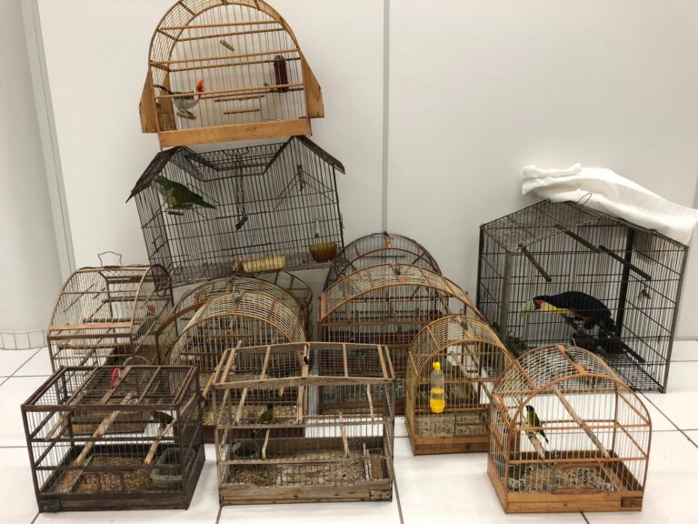 Animais silvestres são apreendidos em Venâncio