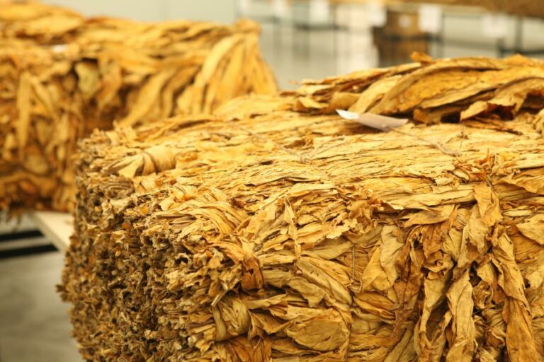 Comissão de Agricultura da Assembleia aprova projeto que altera local para a classificação do tabaco