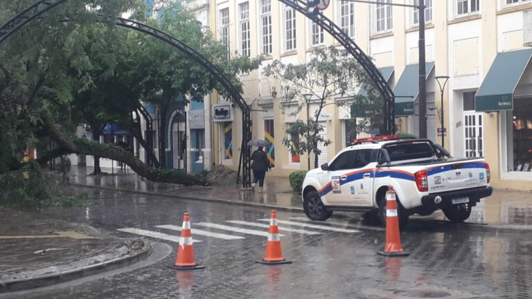 Queda de tipuana bloqueia trecho da rua central de Santa Cruz do Sul