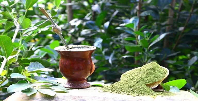 Iphae indica erva-mate para registro como primeiro patrimônio cultural imaterial do RS