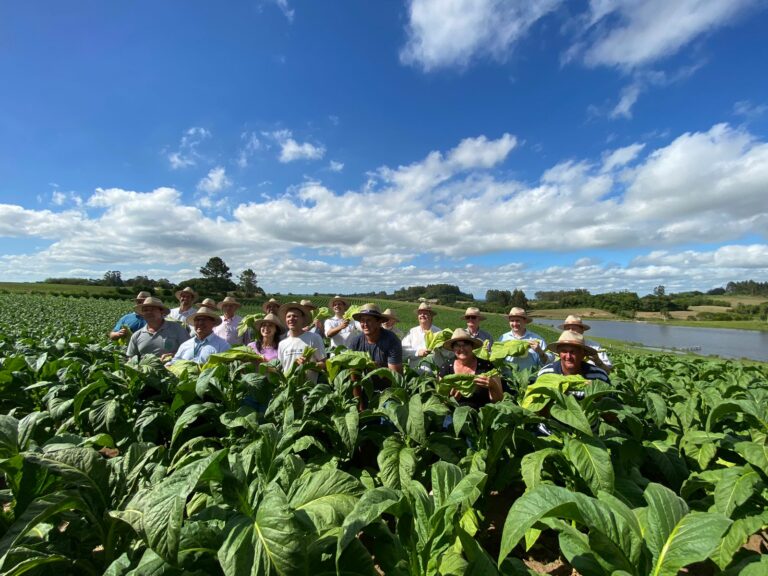FOTOS: Colheita do Tabaco do RS é aberta em São Lourenço do Sul