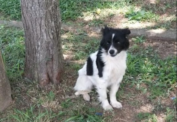 Presa mulher que matou cachorro a pauladas em Passo do Sobrado