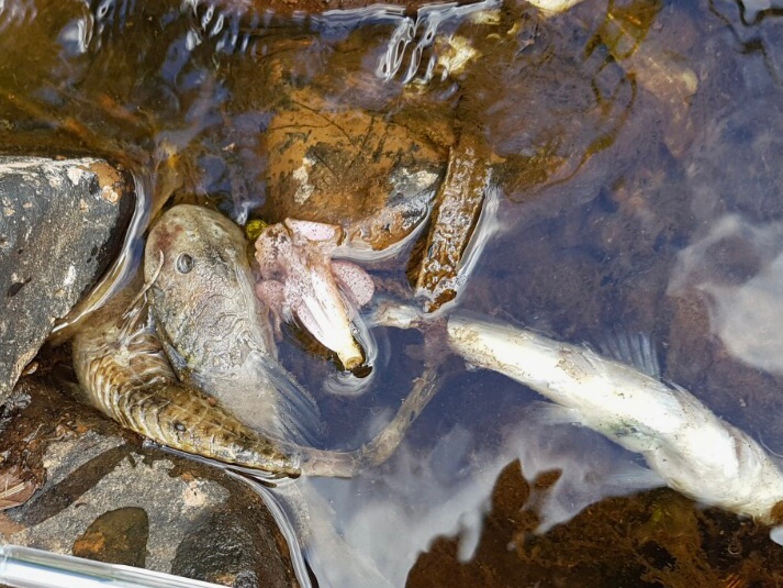 Secretaria de Meio Ambiente de Venâncio Aires investiga morte de peixes no Arroio Sampaio