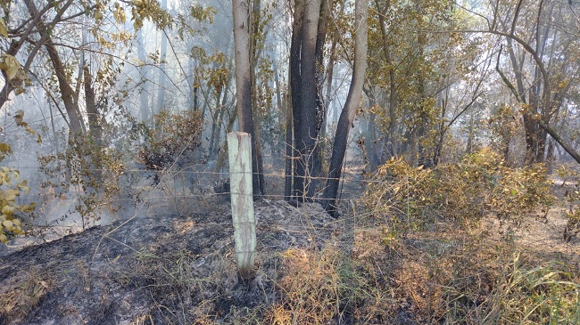 Bombeiros controlam incêndio em vegetação às margens da RSC-287 em Venâncio Aires