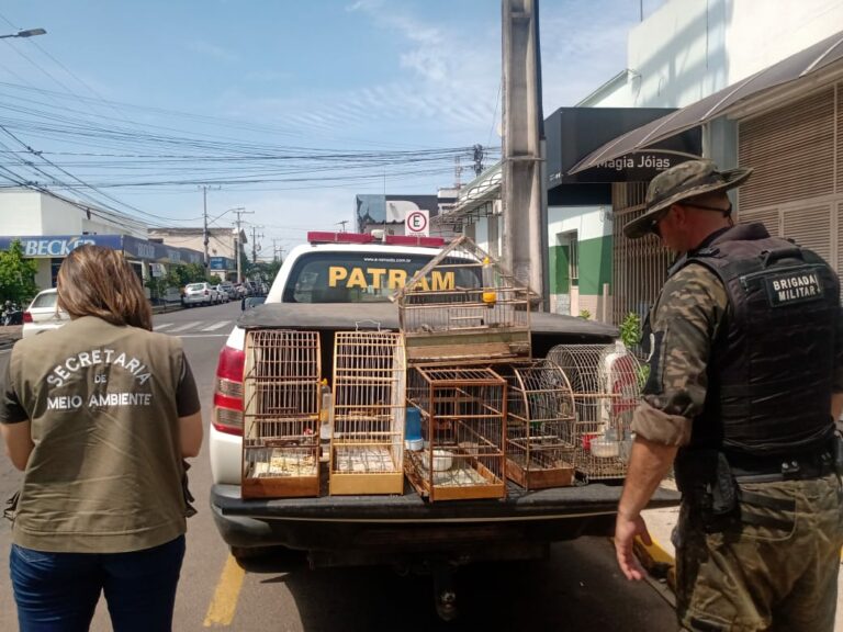 Operação apreende pássaros silvestres em Venâncio Aires