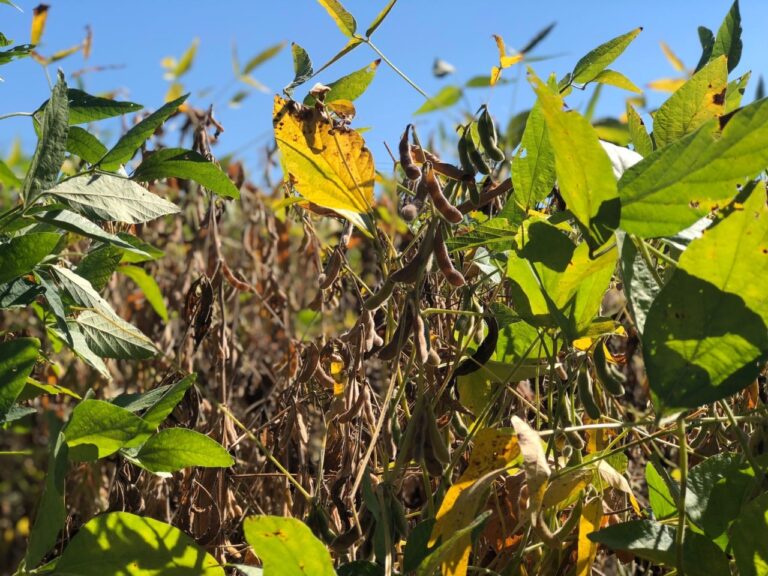 Temporal e estiagem provocam prejuízos de R$ 33 milhões para agricultura de Venâncio Aires