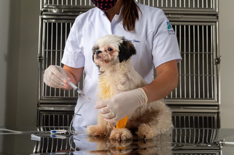 <strong>Hospital Veterinário da Unisc encerra 2022 com 3,9 mil atendimentos</strong>