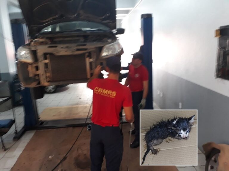 Bombeiros resgatam gato preso em carro em oficina mecânica