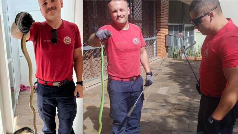 Bombeiros são acionados para captura de cobras em dois bairros