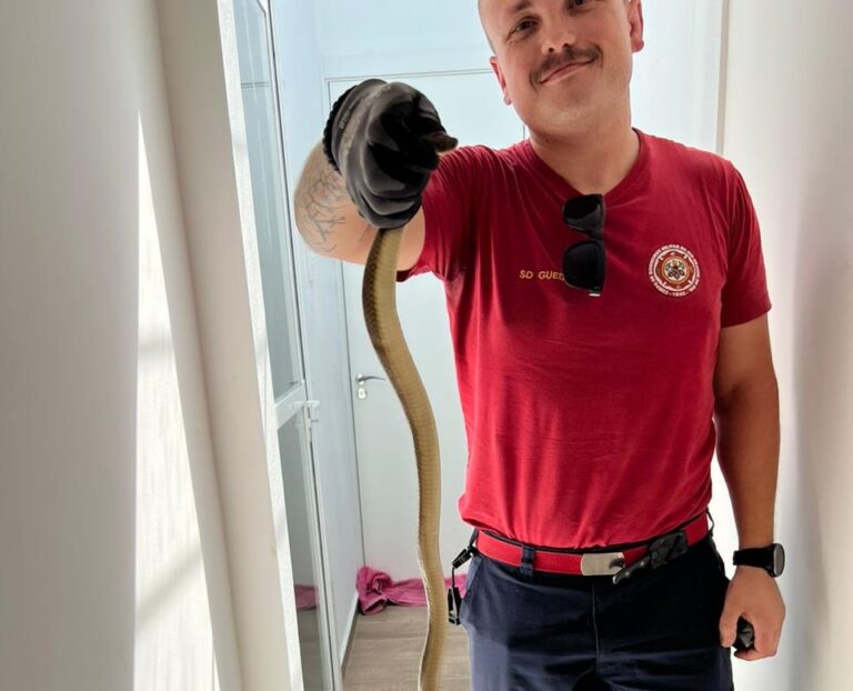 Bombeiros capturam cobra em residência