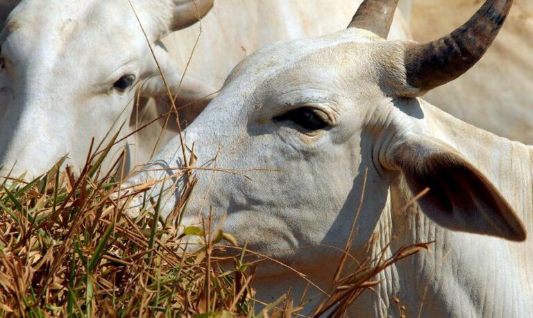 Vendas de carne bovina à China são suspensas após caso de vaca louca