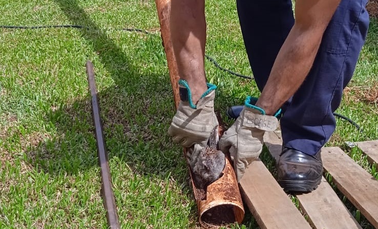 Bombeiros resgatam coelho preso em cano de PVC