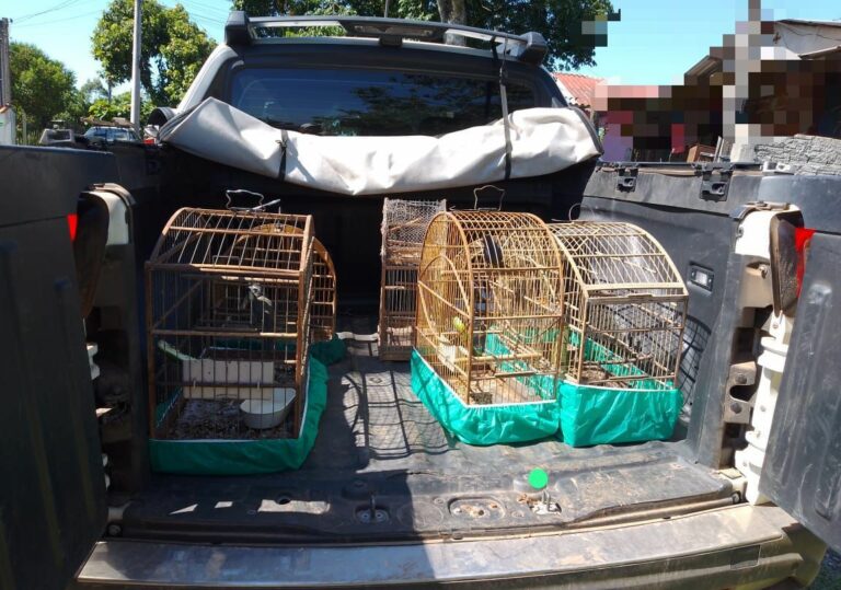 Durante operação, BM de Venâncio Aires flagra crime contra a fauna