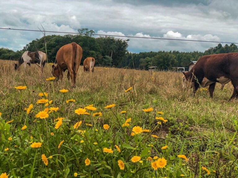 Desenvolvimento Rural de Venâncio abre inscrições para programa de melhoramento genético leiteiro
