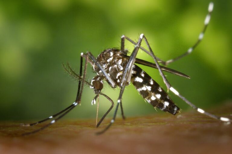 Governo do Estado decreta situação de emergência devido à dengue
