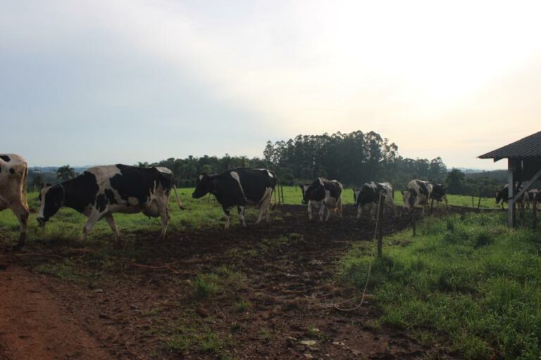 Produtor rural pode fazer Declaração Anual de Rebanho pela internet; prazo segue até 31 de outubro