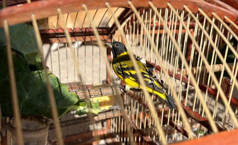 Operação apreende 20 aves silvestres em Venâncio Aires