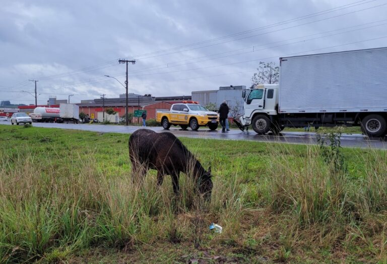 Cavalo na pista causa acidente entre dois caminhões na RSC-453, em Venâncio Aires