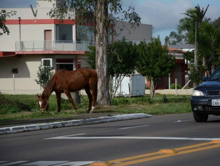 Inicia força-tarefa para recolhimento dos cavalos soltos, em Venâncio