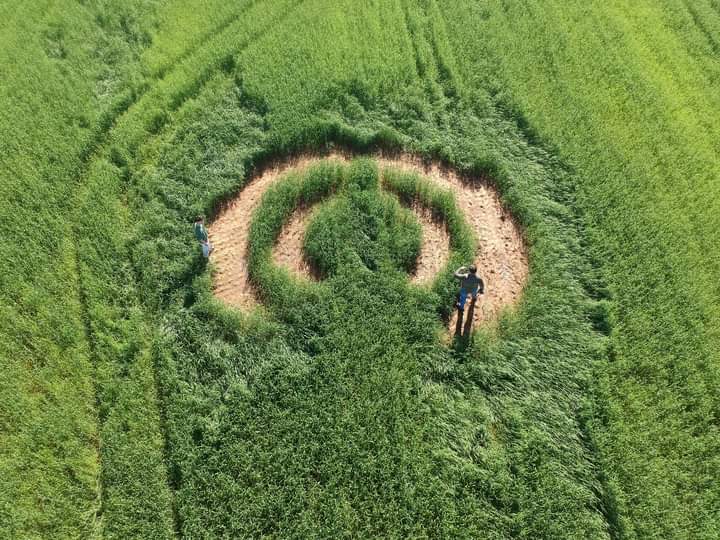 Desenho misterioso aparece em lavoura de trigo no interior de Vale Verde