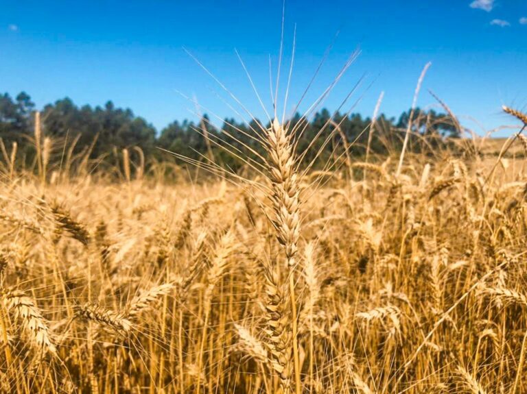 Promagro disponibiliza R$ 350 mil aos produtores rurais de Venâncio