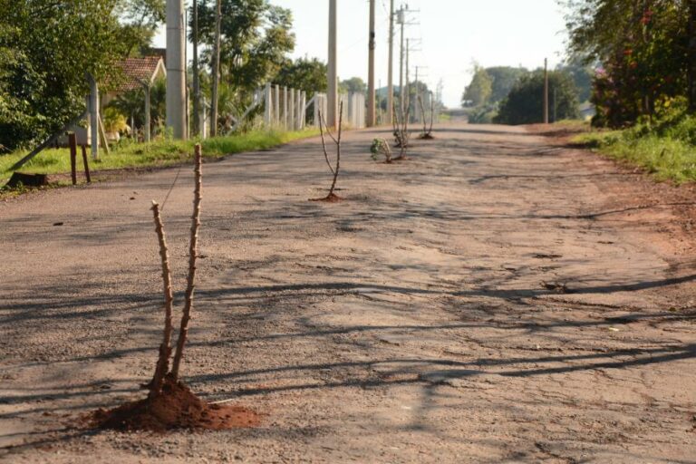 Moradores de Travessa plantam pés de aipim em buracos da VRS-816