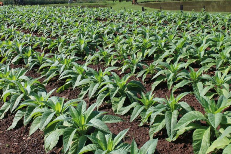 Seminário da Câmara dos Deputados vai discutir novas tecnologias na na cadeia produtiva do tabaco
