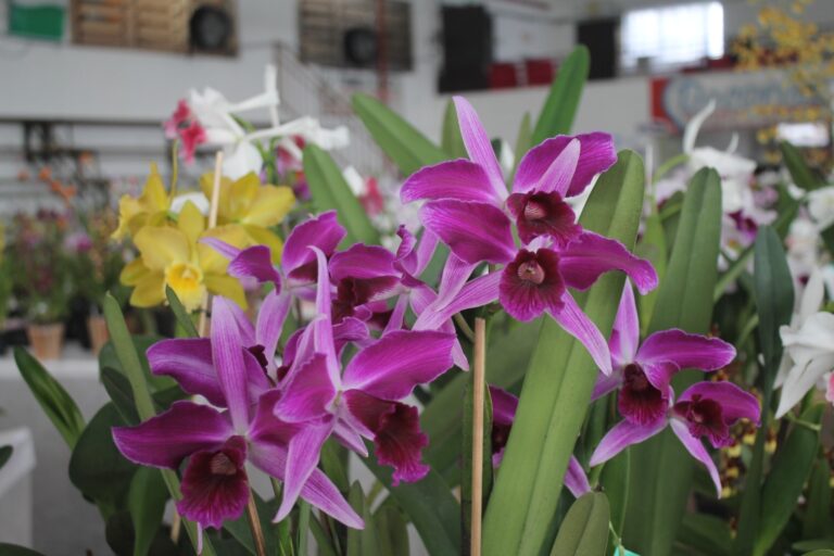 Fim de semana para se encantar com as orquídeas em Mato Leitão
