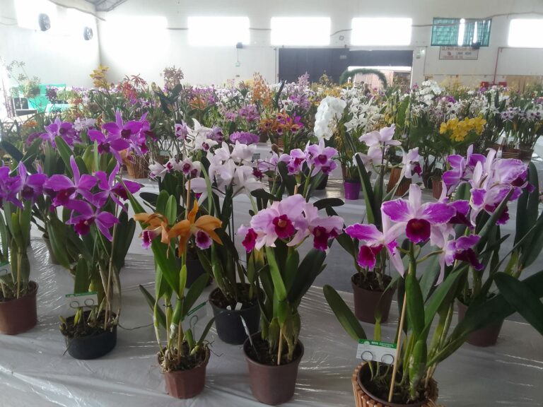 Exposição de orquídeas em Mato Leitão reunirá mais de 1,2 mil plantas; veja os horários de visitação