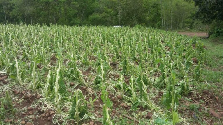 Afubra inicia dia 27 de fevereiro o pagamento do auxílio aos produtores que tiveram danos nas lavouras