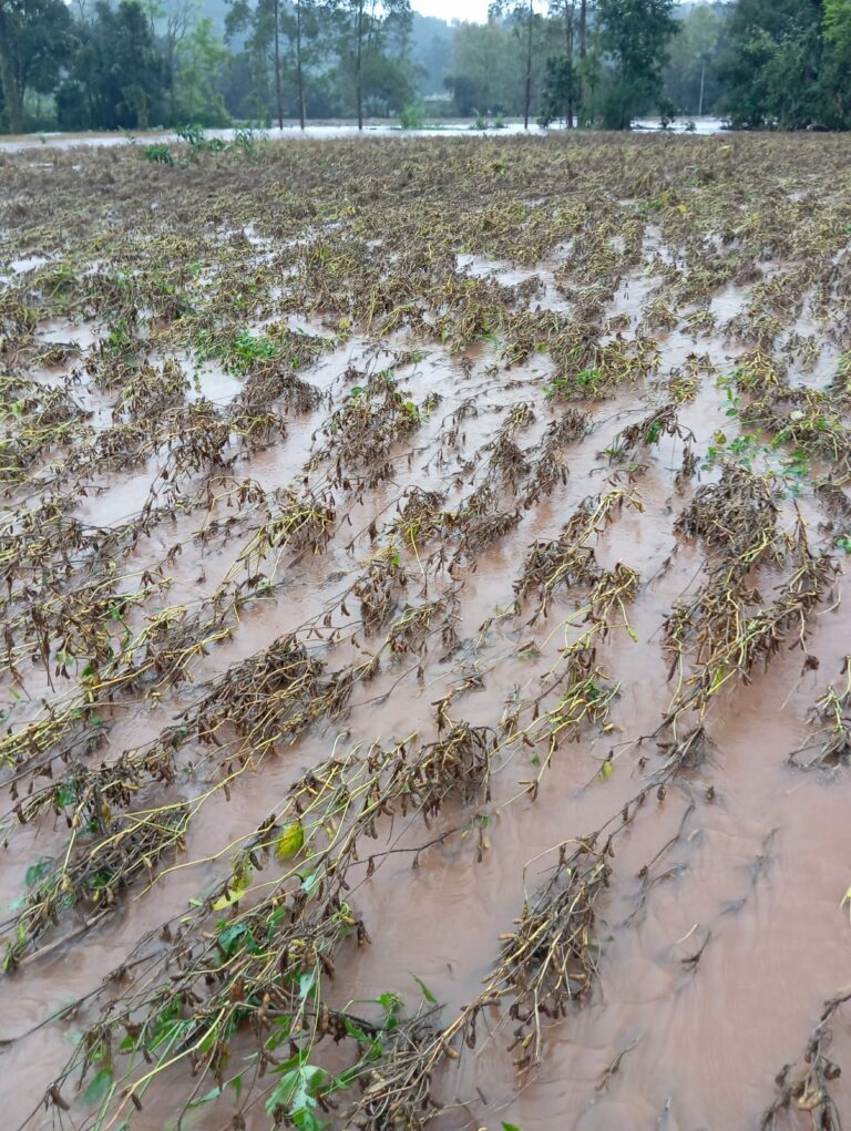 Emater estima perdas em mais de 600 hectares de milho; soja também foi afetada