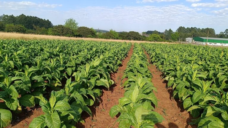 Abertura da Colheita do Tabaco no RS será em Rio Pardo nesta sexta-feira